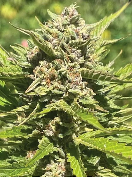 Banana Melt > Humboldt Seed Company | Graines Féminisées  |  Sativa